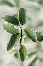 Pittosporum, Pittosporum tenuifolium 'Marjory Channon', green fliage with white edges.