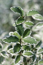 Pittosporum, Pittosporum tenuifolium 'Marjory Channon', green fliage with white edges.