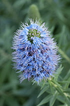 Bugloss, Pride of Madeira, Echium candicans, spikey blue coloured flower.