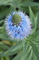 Bugloss, Pride of Madeira, Echium candicans, spikey blue coloured flower.
