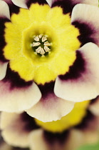 Auricula, Primula auricula 'Sirius', close up detail of the brightly coloured flower.