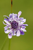 Scabious, Field scabious, Knautia arvensis, purple coloured flower growing outdoors.