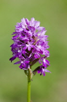 Orchid, Common spotted orchid, Dactylorhiza fuchsii, Purple coloured flower growing outdoor.
