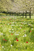 Meadow, with trees in blossom and variety of spring flowering plants mixed with grasses.