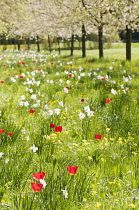 Meadow, with trees in blossom and variety of spring flowering plants mixed with grasses.