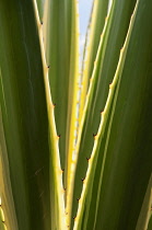 Variegated Sword Lily, Furcraea selloa var. marginata, close up detail of leaves.