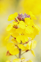 Wallflower, Fragrant Star, Erysimum 'Fragrant Star', bright yellow flowers.