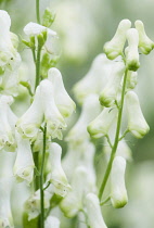 Monkshood, Aconitum 'Ivorine' flowers, close up.