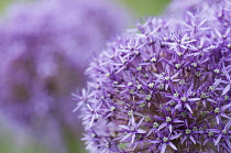 Allium 'Globemaster', flowerhead close up showing star shaped florets.