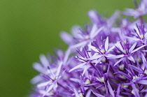 Allium 'Globemaster' flowerhead close up showing star shaped florets.