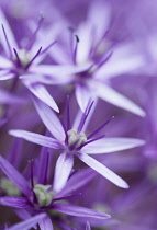 Allium 'Globemaster' flowerhead close up showing star shaped florets.