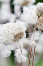 Anemone multiifida, fluffy seedheads.