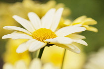 Marguerite daisy, Argyranthemum frutescens 'Cornish gold' ,close up.