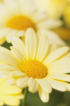Marguerite daisy, Argyranthemum frutescens 'Cornish gold', close up.