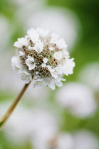 Thrift, Armeria juniperifolia 'alba', close up.