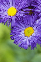 Aster novi-belgii 'Chequers', 2 open flowers.