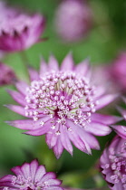 Masterwort, Astrantia major, close up.