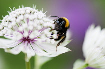 Masterwort, Astrantia major, flower close up with bee collecting nectar.