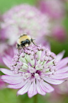 Masterwort, Astrantia major, flower close up with bee collecting nectar.