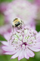 Masterwort, Astrantia major, flower close up with bee collecting nectar.
