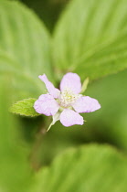 Blackberry, Rubus laciniatus 'Chester' flower, close up against soft focus leaves.