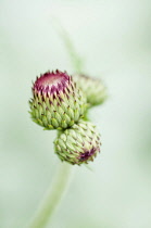 Plume thistle, Cirsium rivulare 'Atropurpureum', close up of buds.