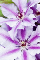 Clematis 'Ooh la la', 2 overlapping flowers.