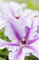 Clematis 'Ooh la la', 2 overlapping flowers.