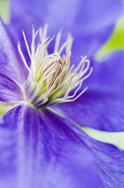 Clematis 'Ascotiensis', close up showing stamens.