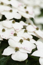 Flowering dogwood, Cornus kousa flowers.