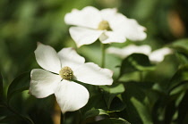 Flowering dogwood, Cornus florida, close up of 2 flowers in dappled sunlight.