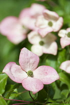 Flowering dogwood, Cornus florida, single flower with others in soft focus behind.