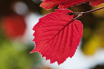 Hazel, Purple leaved filbert, Corylus maxima 'Purpurea', backlit leaf showing red colour.