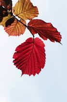 Hazel, Purple leaved filbert, Corylus maxima 'Purpurea', backlit leaves showing red colour