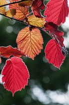 Hazel, Purple leaved filbert, Corylus maxima 'Purpurea', backlit leaves showing red colour.