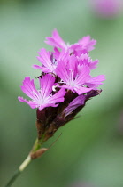 Carthusian pink, Dianthus carthusianorum, close up of flowers.