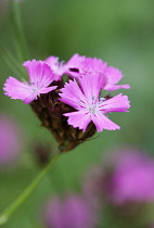 Carthusian pink, Dianthus carthusianorum, close up of flowers.