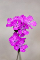 Carthusian pink, Dianthus carthusianorum close up of flowers against pale grey background.