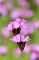 Carthusian pink, Dianthus carthusianorum, close up of flowers.