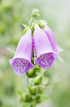 Foxglove, Digitalis purpurea, close up showing pattern inside flowers.