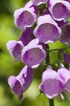 Foxglove, Digitalis purpurea, close up showing pattern inside flowers in sunlight.