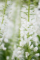 White-flowered rosebay willowherb, Chamaenerion angustifolium 'Album'.