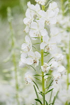 White-flowered rosebay willowherb, Chamaenerion angustifolium 'Album'.