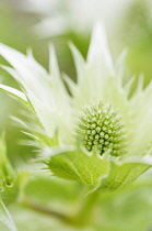 Sea holly, known as Miss Wilmott's ghost, Eryngium giganteum.