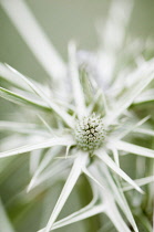 Sea holly, Eryngium variifolium close up of flower.