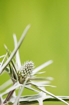 Sea holly, Eryngium variifolium close up of flower. ,