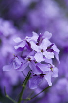 Sweet rocket, Dame's rocklet, Hesperis matronalis flower, purple flower cluster.