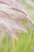 Foxtail Barley, Squirrel tail grass, Hordeum jubatum feathery flower heads.