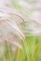 Foxtail Barley, Squirrel tail grass, Hordeum jubatum feathery flower heads.