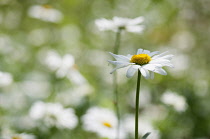 Daisy, Ox-eye daisy, Leucanthemum vulgare, single stem in focus.